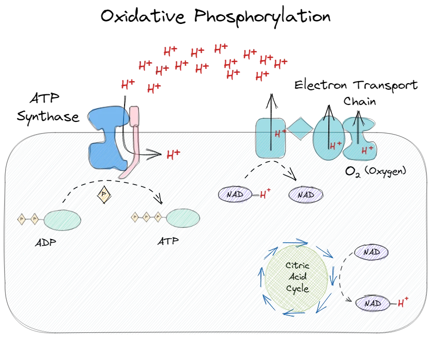 Electron transport chain and oxidative phosphorylation