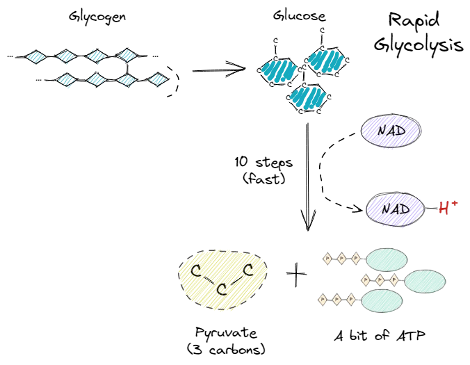 Anaerobic glycolysis