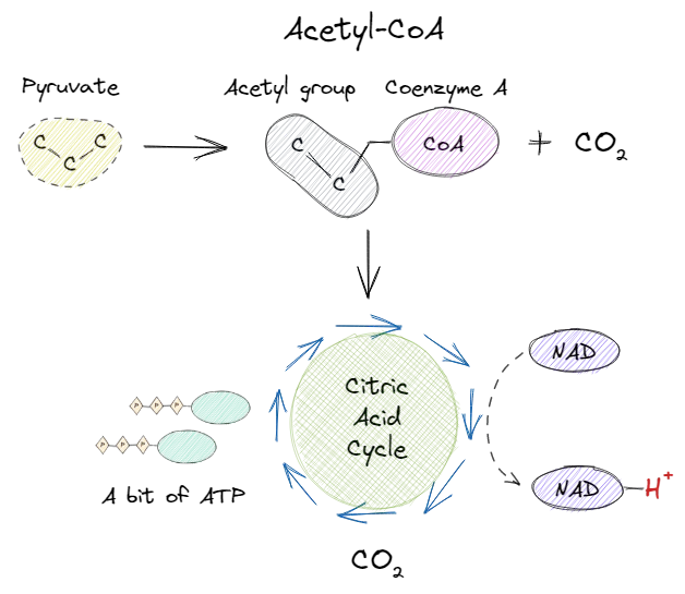 Citric acid cycle