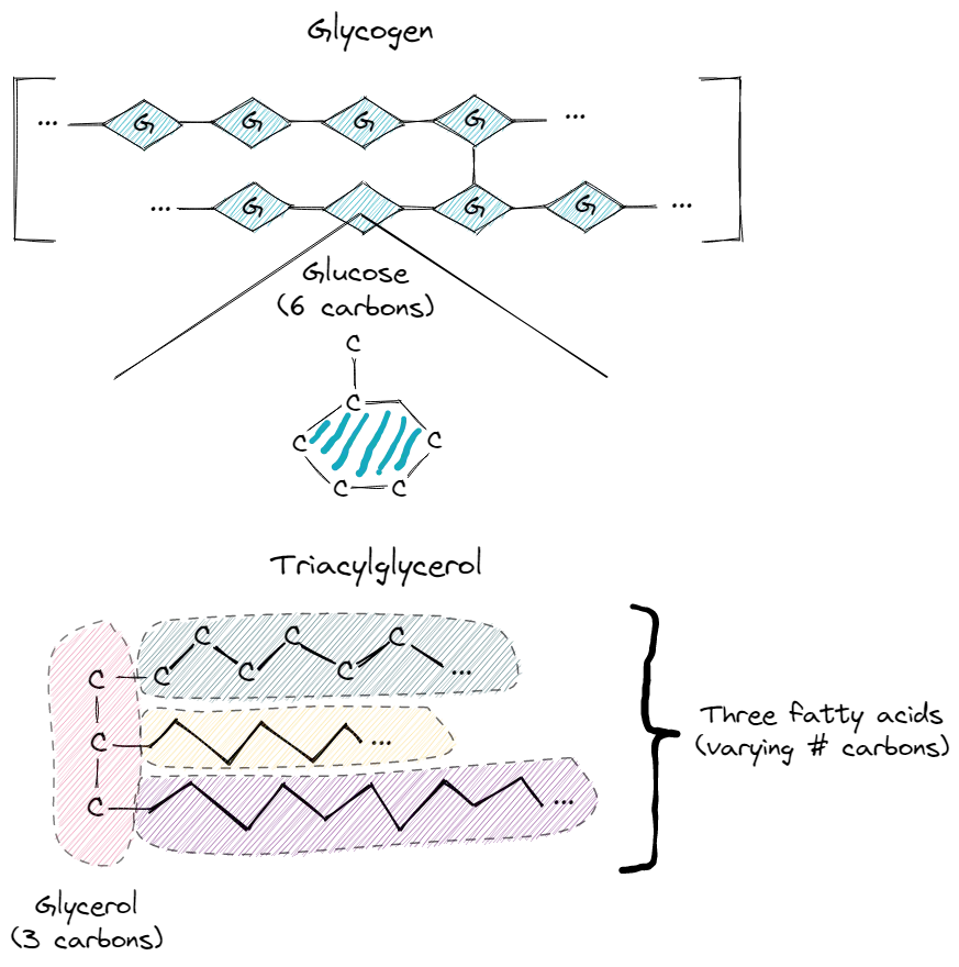 Glycogen and fat storage diagram