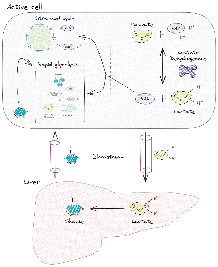 Lactate metabolism
